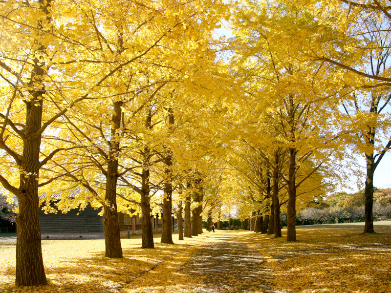 21年版 秋の茨城県をめぐる紅葉スポット9選 みちくさガイド