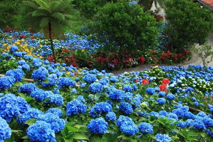 遍布各處的繡球花非常美麗。