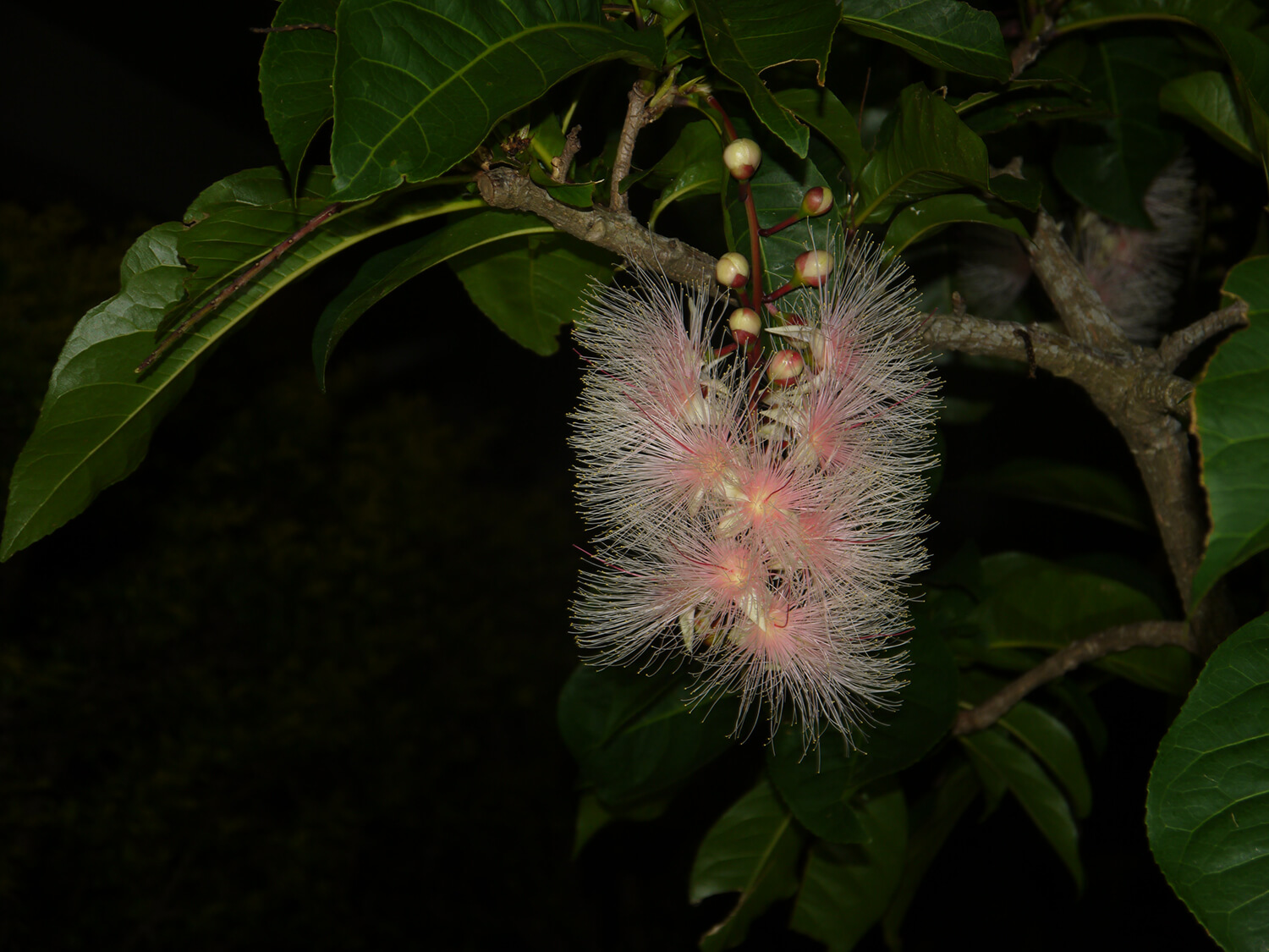 晚上開花、早上落下的僅限一晚的鷺花©️NPO沖繩環境俱樂部
