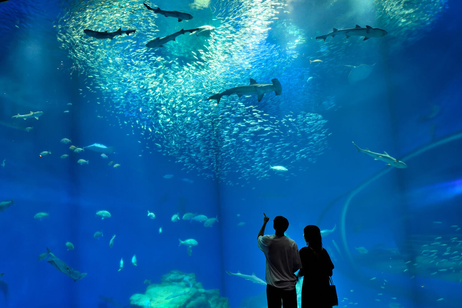 深10公尺的水族館，再現了黑潮和親潮在茨城海岸交匯處的潮汐時海洋豐富的生態系統