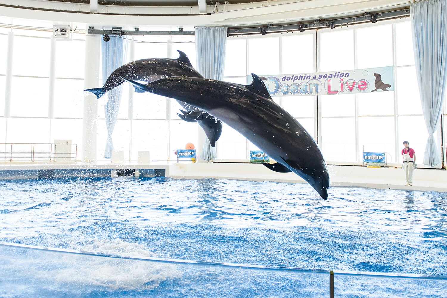 海豚和海獅的海洋現場表演以及有趣的原創表演