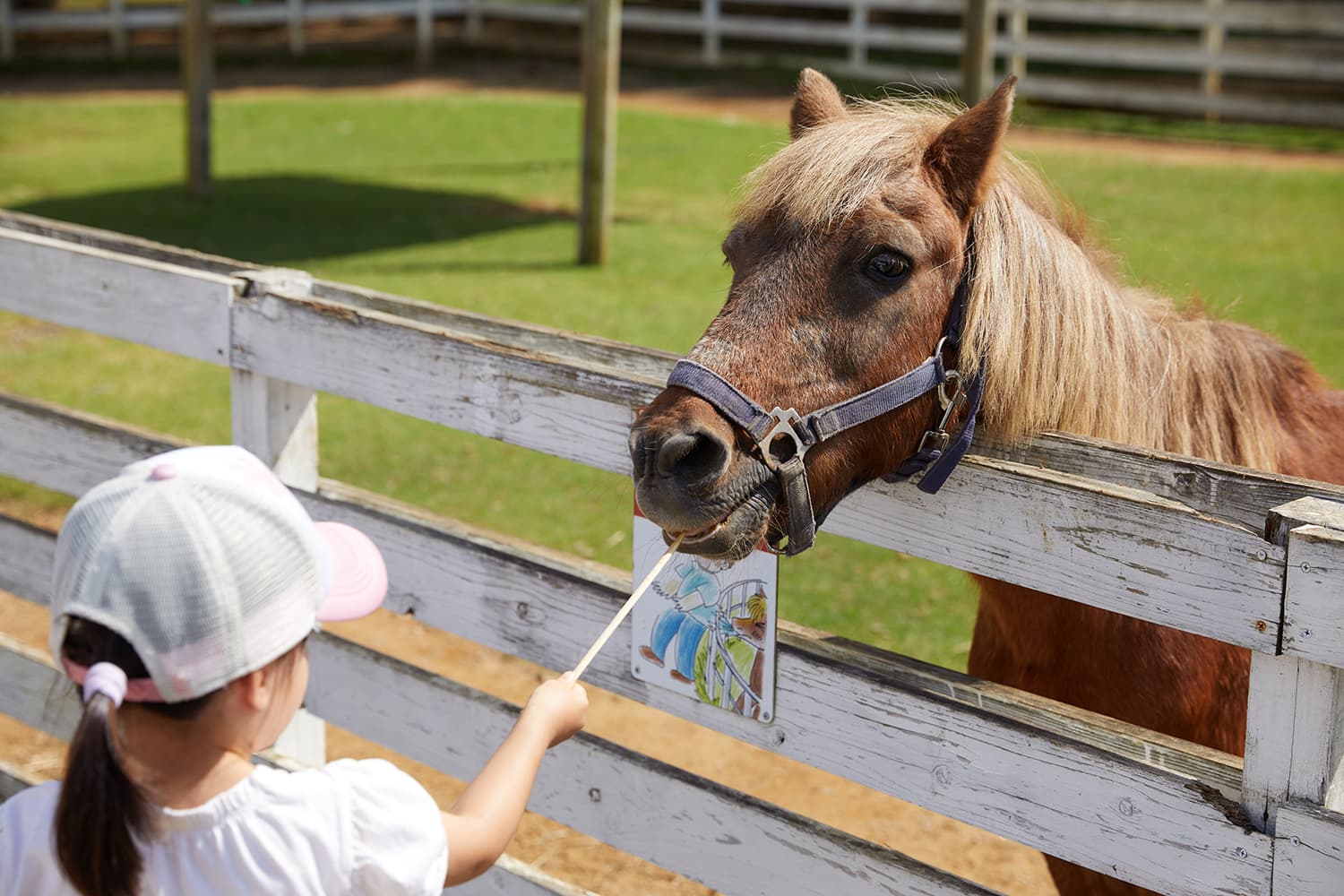 在牧場區和「森林中的動物屋」中，您可以與小馬、羊駝和貓頭鷹互動