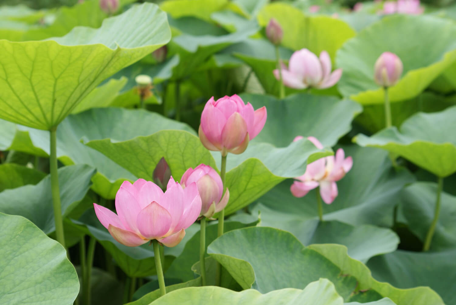 公園中央的古老荷花池。 用估計有 3000 年樹齡的種子長出的花朵