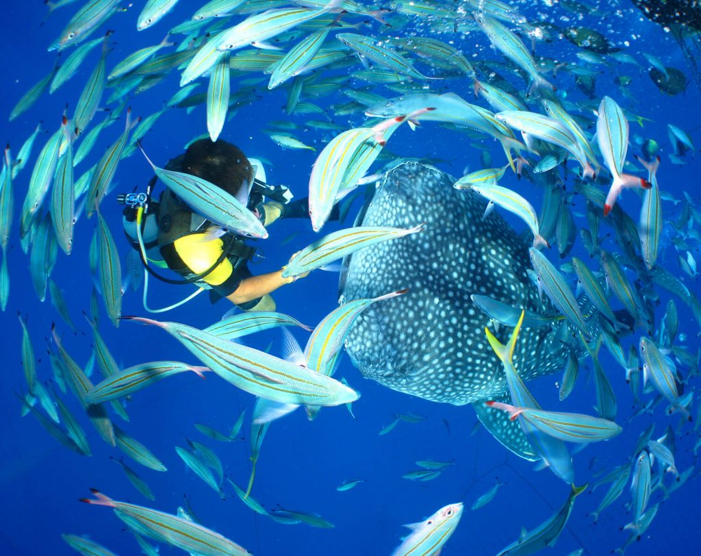 5 活動，讓你享受沖繩主島地區的大自然