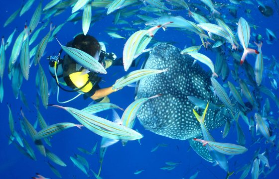 5 活動,讓你享受沖繩主島地區的大自然