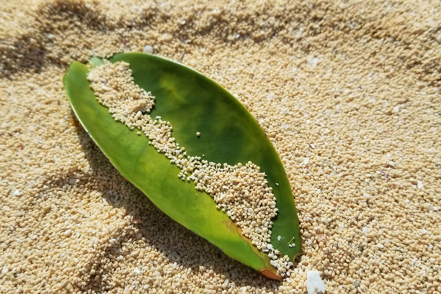 수영과 스노클링 사이에 별의 모래를 찾아보는 것도 추천©️합니다.