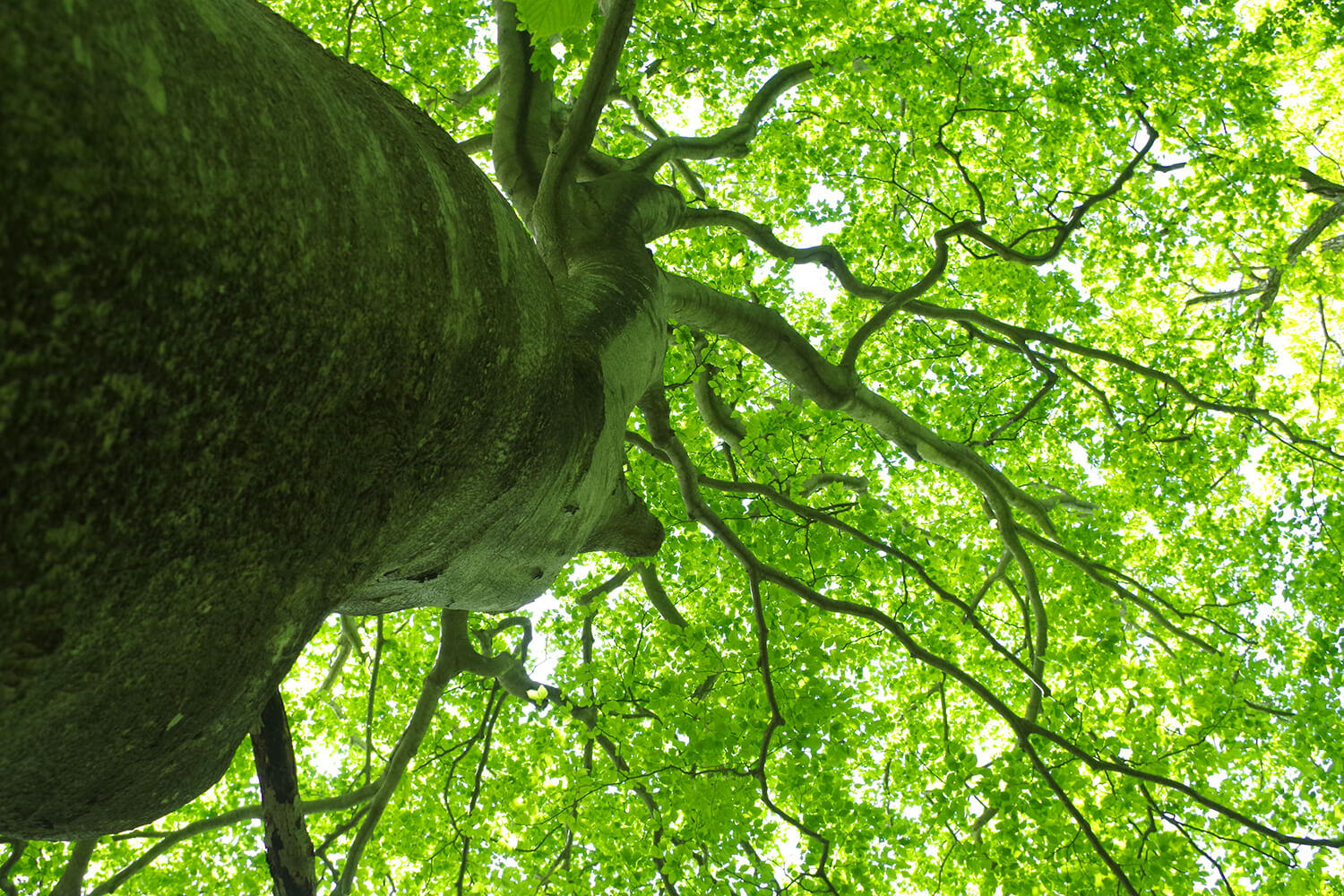 在保留著豐富自然風光的森林中。 您還可以觀察天然山毛櫸林和珍稀動物