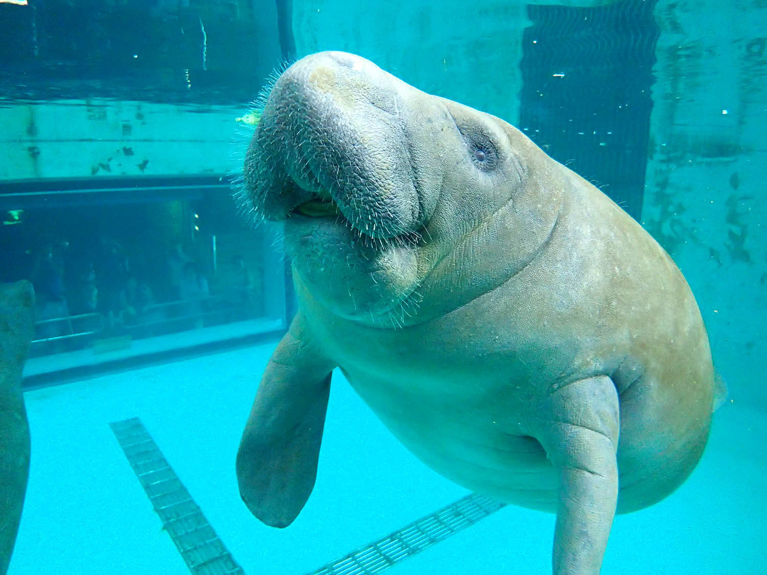 美洲海牛，一種被列為華盛頓公約 I 類（國際稀有野生動植物物種）的稀有物種