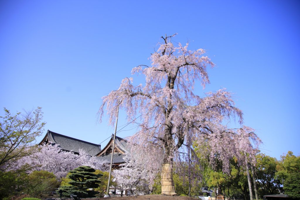 22年版 現地ホテルスタッフ厳選 京都の定番 穴場のお花見スポット10選 みちくさガイド