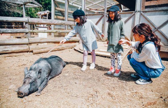 阿蘇地區七個推薦觀光點，可以和孩子一起玩耍