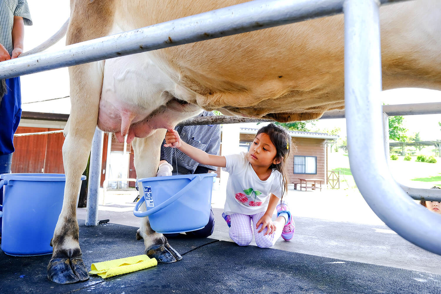 牛奶体验时间为13：00~（300日元，含1瓶200毫升原装牛奶，适合4岁及以上儿童）。 12：45至12：55的接待