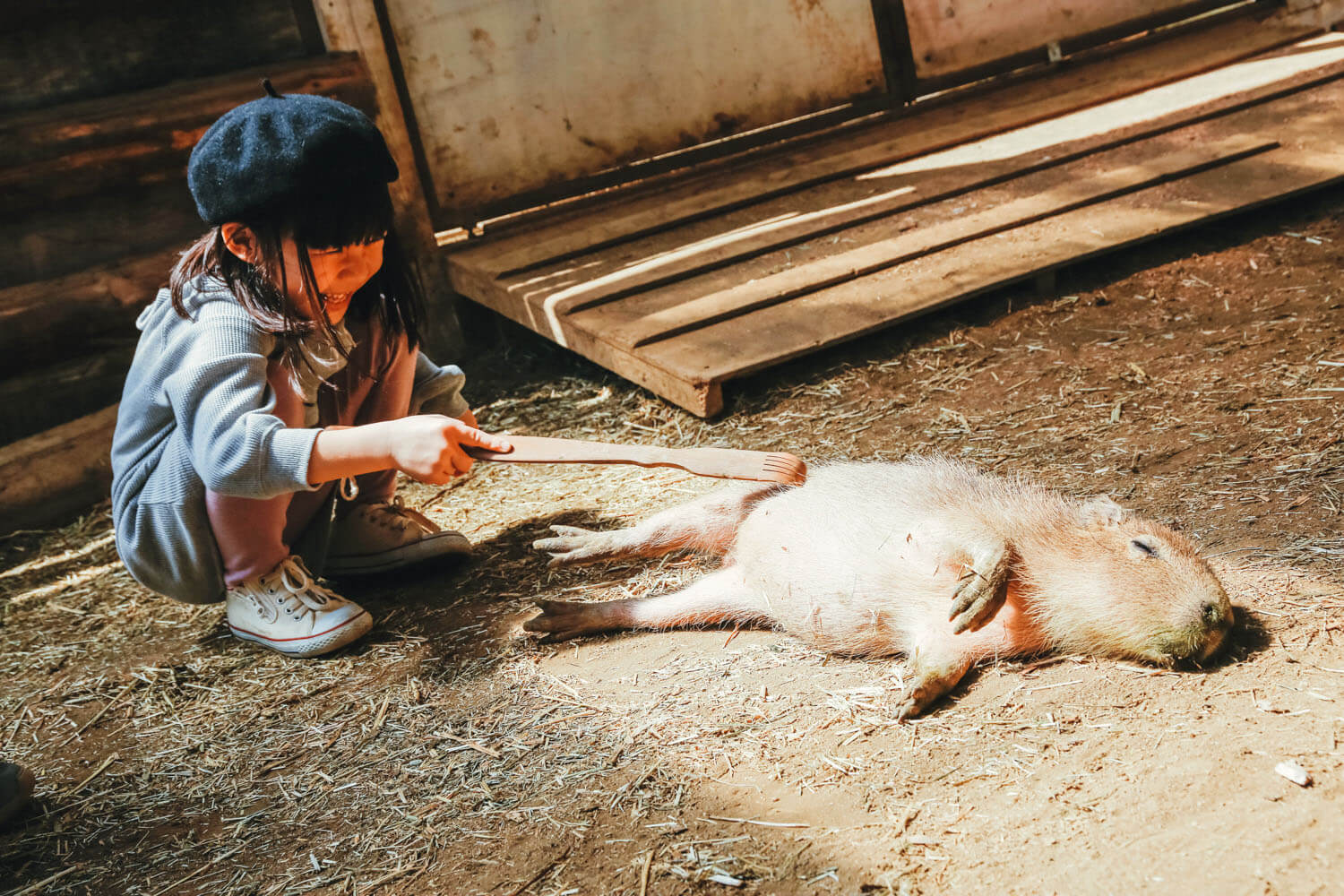 如果你用抓挠棒抓挠水豚，它会让你露出令人惊讶的迷恋表情！