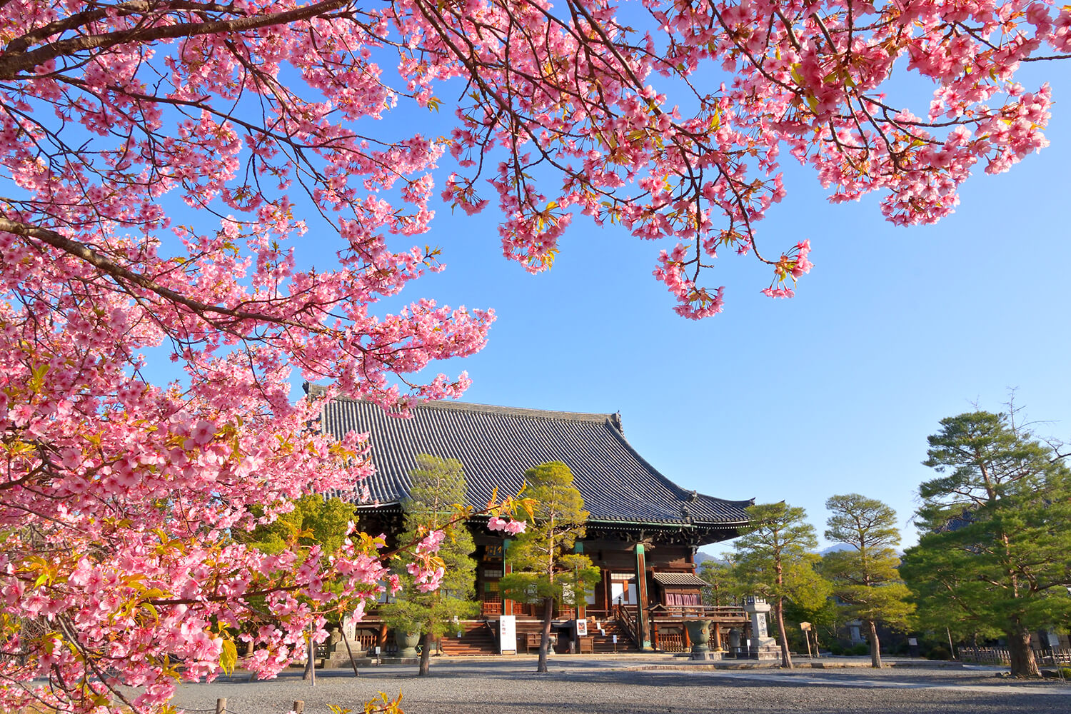 仁王門附近的垂枝櫻花樹，在濕潤的氣氛中迎接參拜者