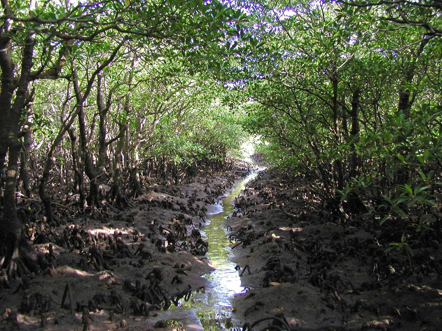 ©️ 环境省西表县野生动物保护中心<br>它也经常出现在红树林周围的湿地中