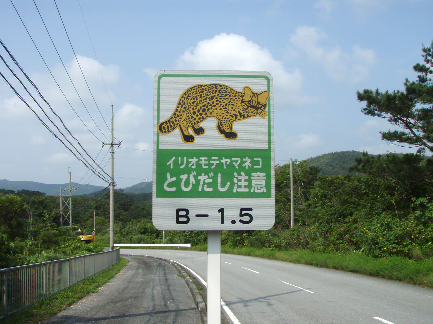 ©️ 环境省西表县野生动物保护中心<br>在西表岛的道路上，西表野猫的交通事故死亡事件较多
