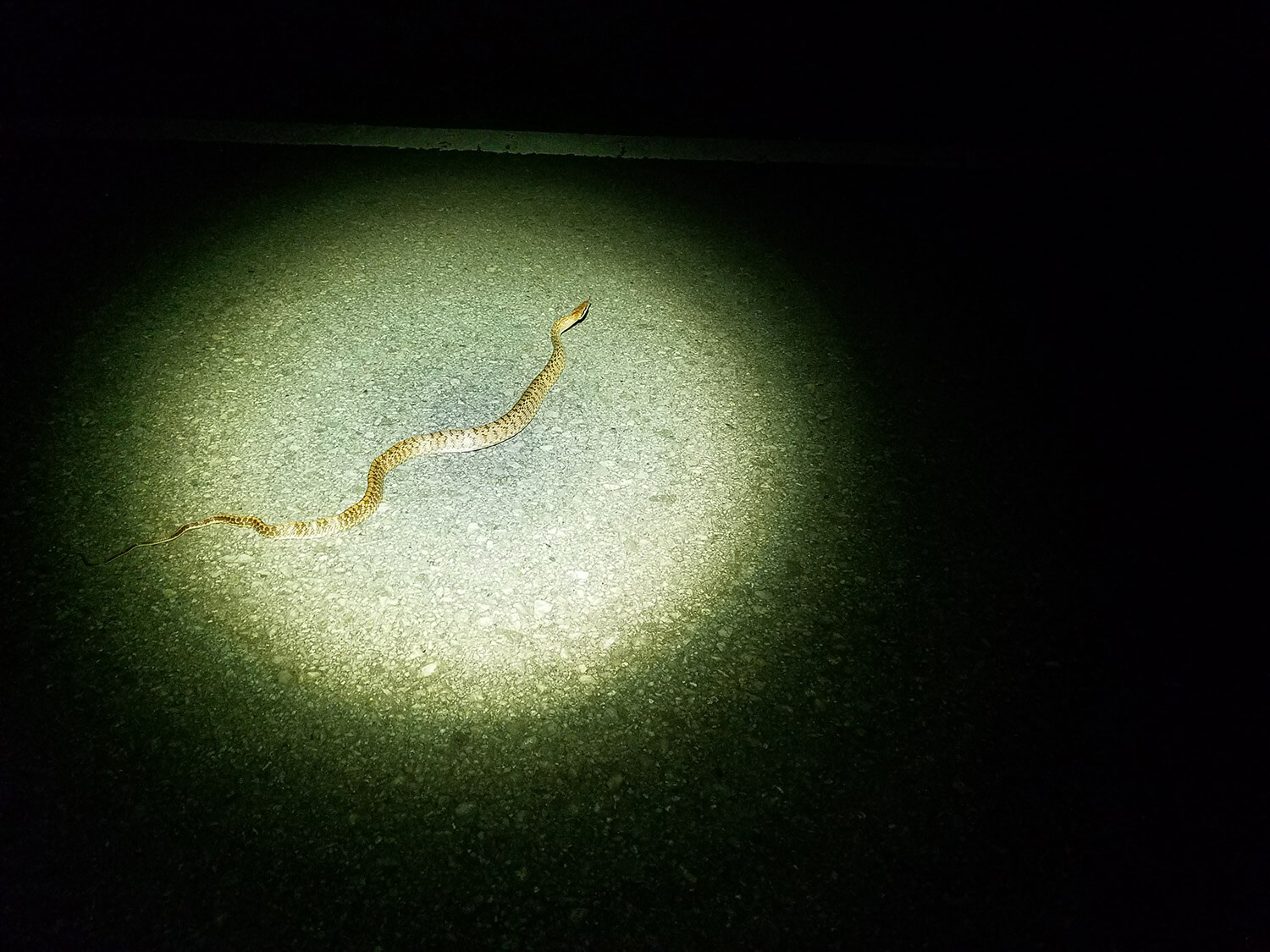 享受夜晚独特的生态系统