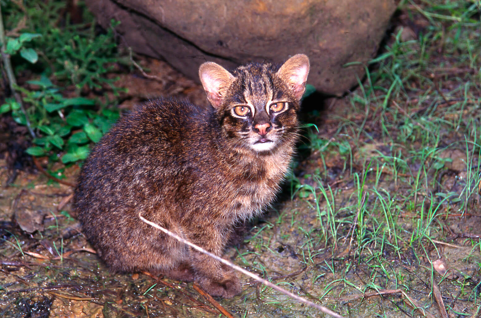 西表島にのみ生息する「イリオモテヤマネコ」の生態や保護活動を知る旅