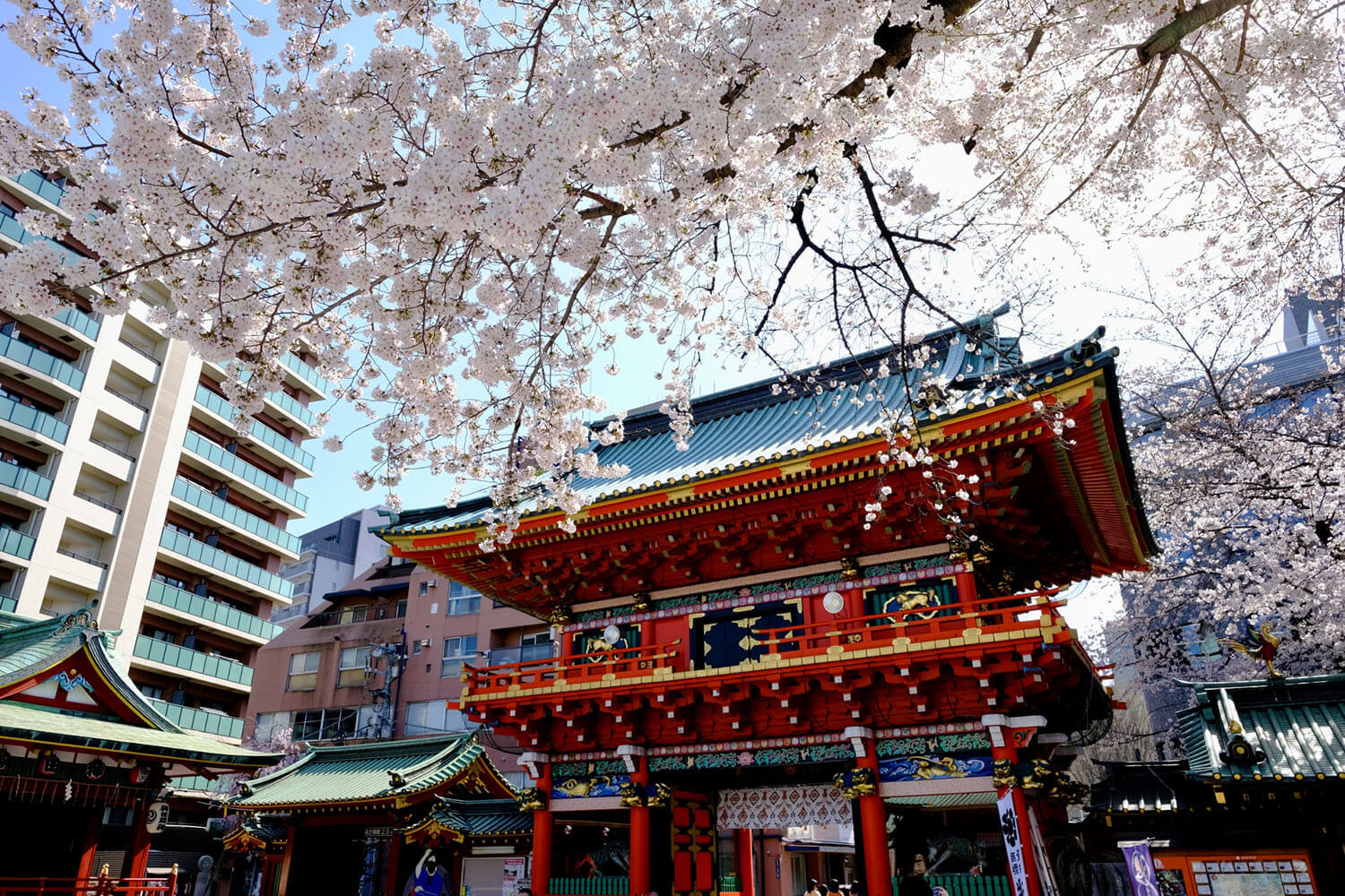 朱紅色的神社建築與染井吉野的對比非常美麗。