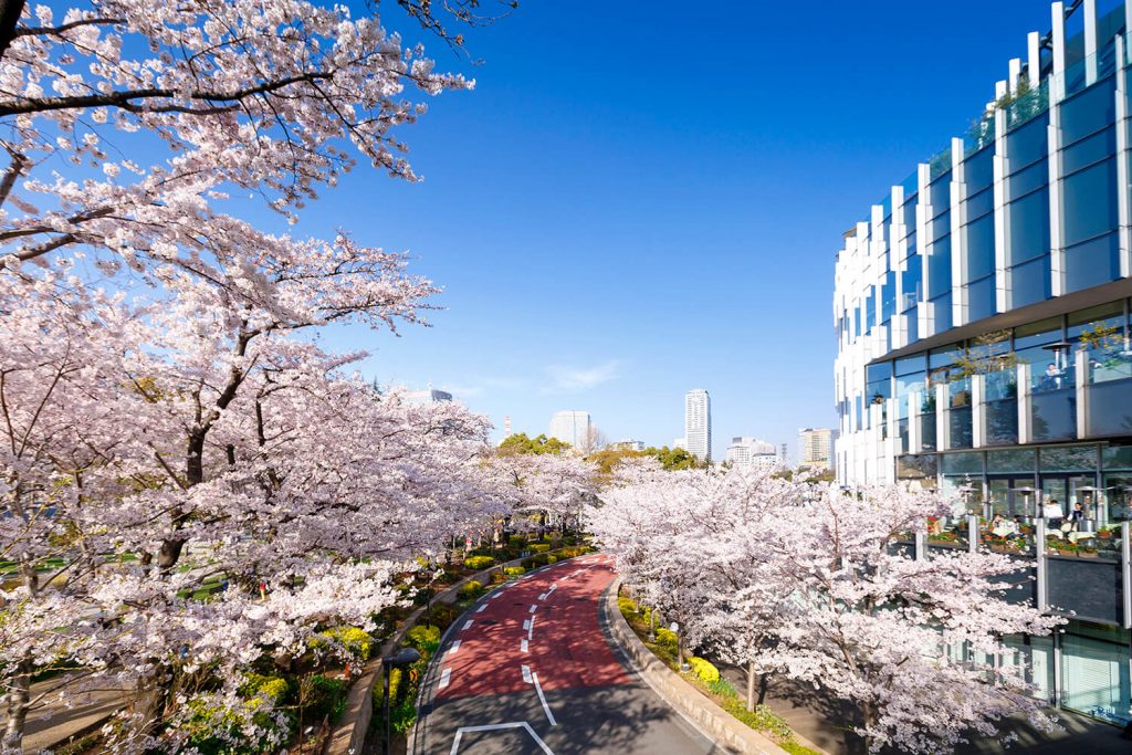 [2025年版]東京東京地區的5個櫻花觀賞點