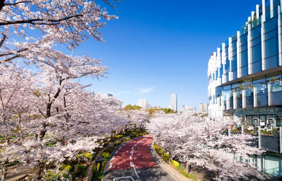 [2025年版]東京東京地區的5個櫻花觀賞點