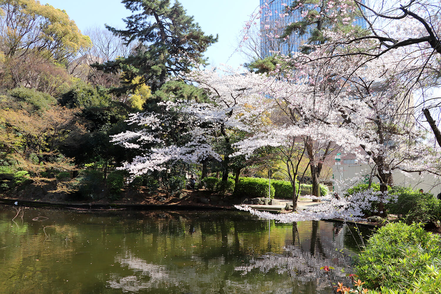 垂枝櫻、染井吉野、重瓣櫻盛開（圖片由麹町街區和木町資訊中心提供）