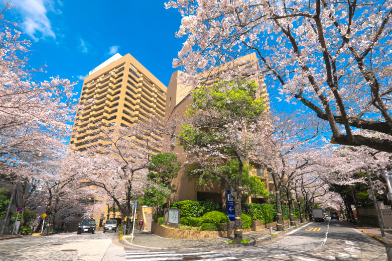 設施周圍約有150棵松名吉野樹設施