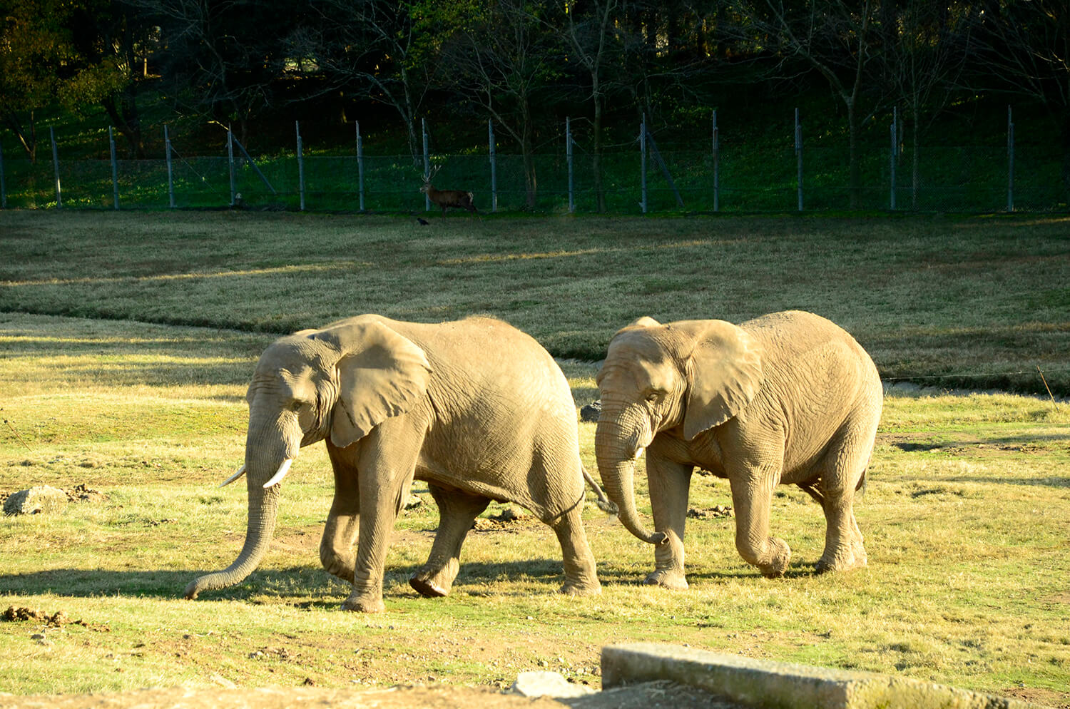 我開著自己的車進了公園。 在雙人導遊的帶領下一邊聽動物的講解一邊遊覽（付費租賃）