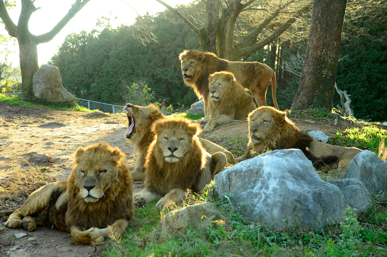 如果您乘坐餵食巴士，您可以在同一天乘坐自己的車多次入園。