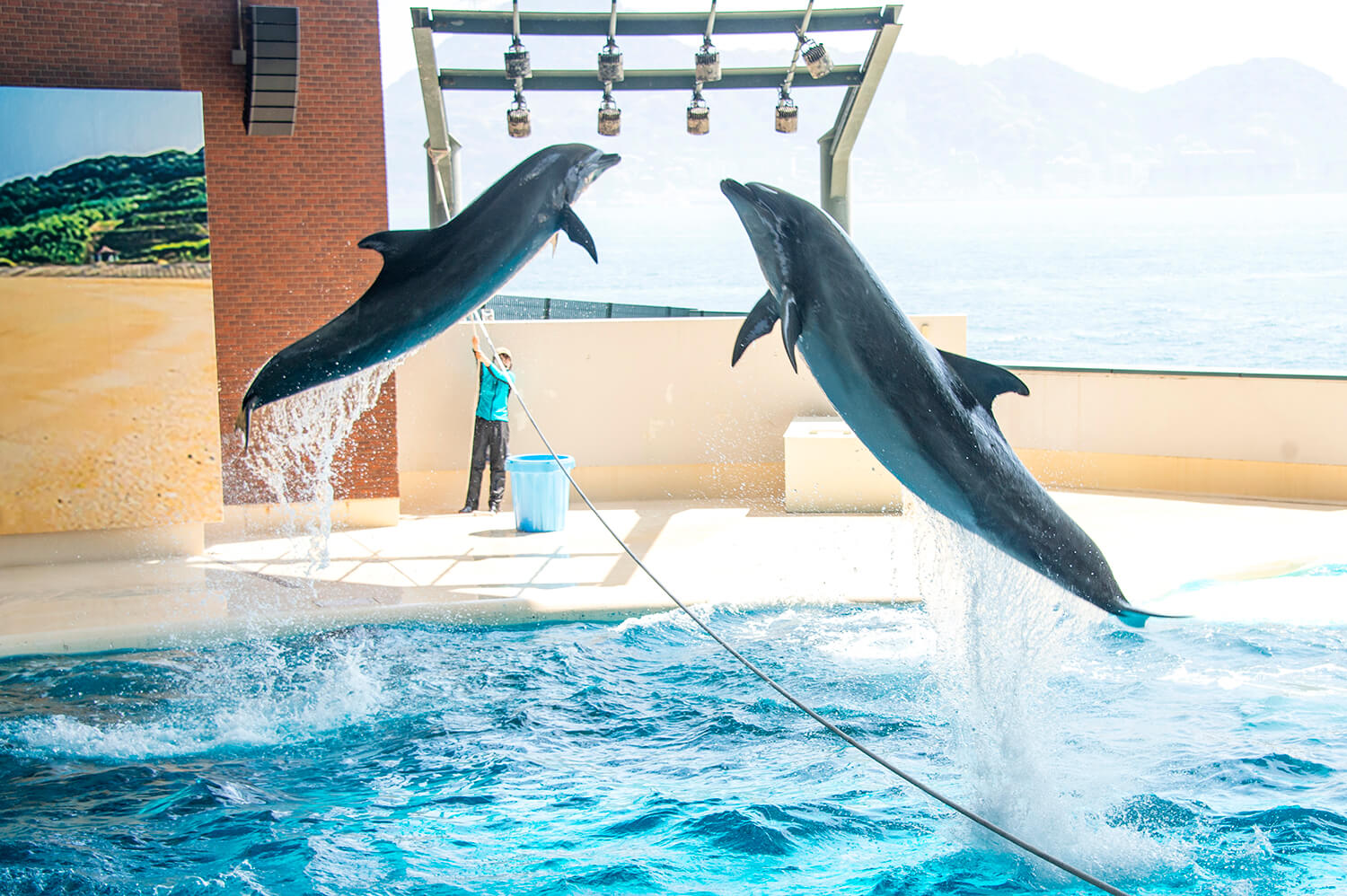 海豚和海獅共同主演的表演和企鵝居住的地區很受歡迎