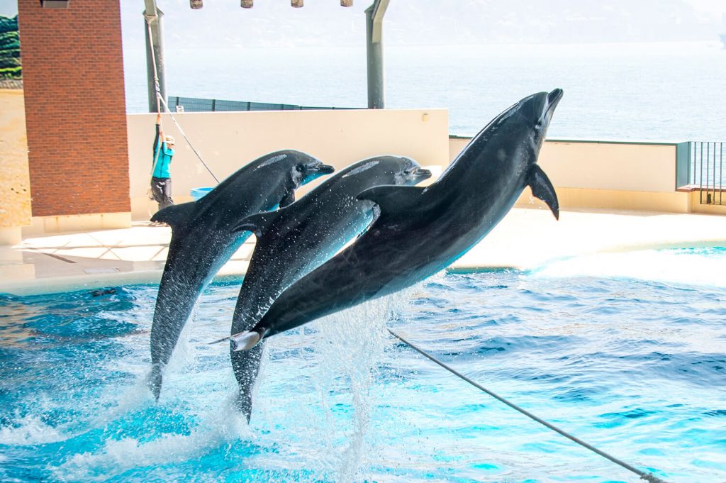5個推薦景點，即使在雨中也能讓您的旅行充滿活力，充分享受山口縣