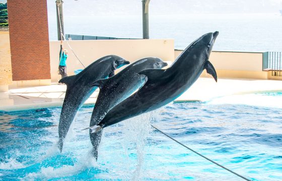 5個推薦景點，即使在雨中也能讓您的旅行充滿活力，充分享受山口縣