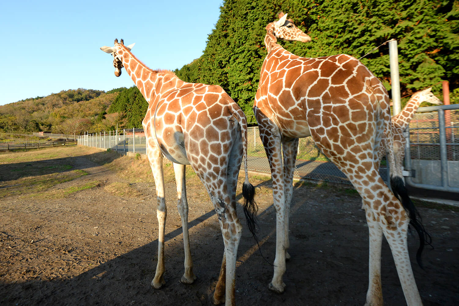 享受它的方式有很多種，例如與袋鼠、水豚和刺蝟互動，以及玩遊樂設施，讓您體驗動物的生態