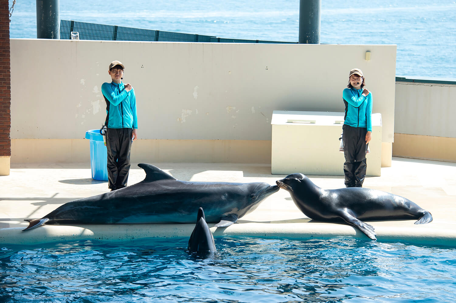 海豚和海獅聯合主演的表演等有很多樂趣