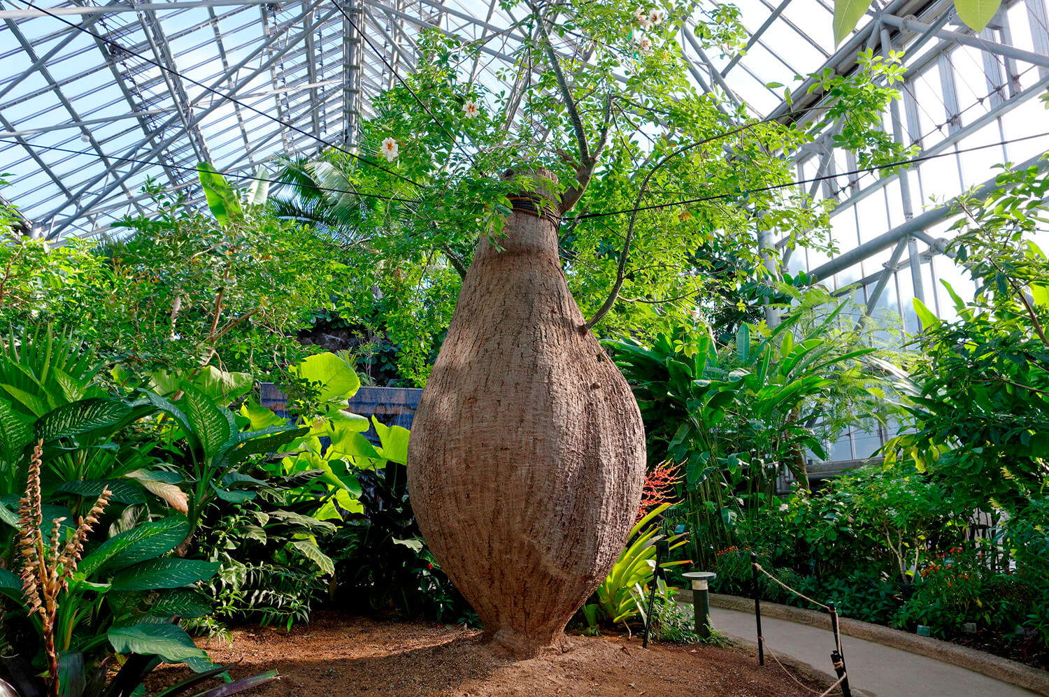 巨型仙人掌、猴麵包樹、拋物線（如圖）等來自世界各地的珍稀植物都集中在一處