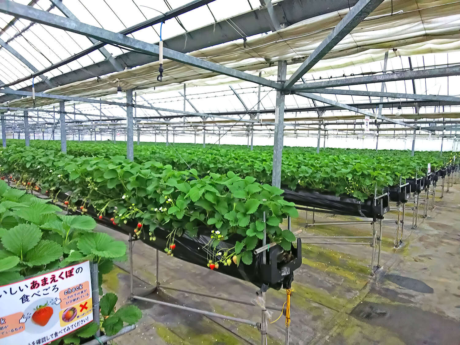 一個草莓採摘屋有足球場那麼大。