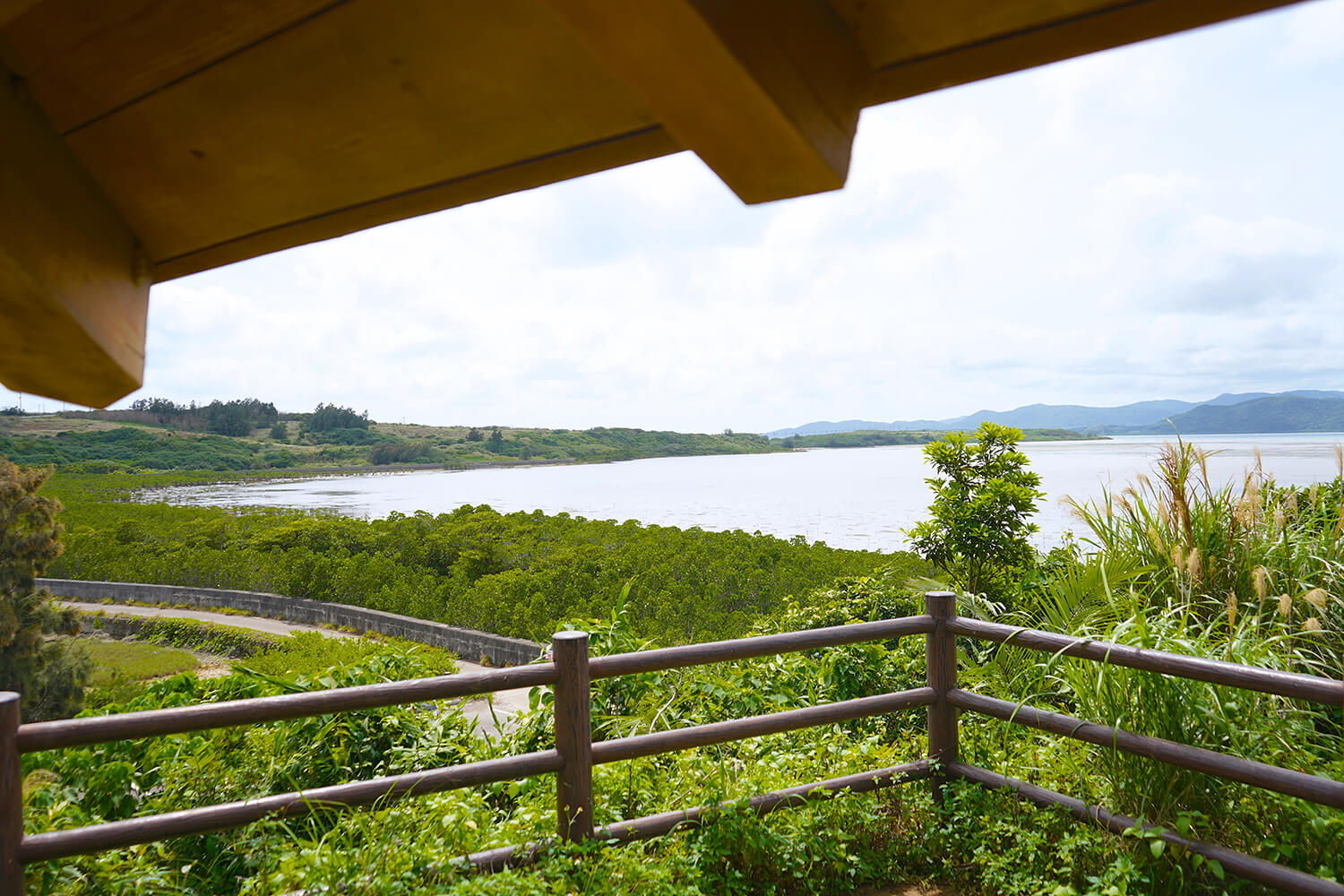 可以看到石潟海灘的紅樹林