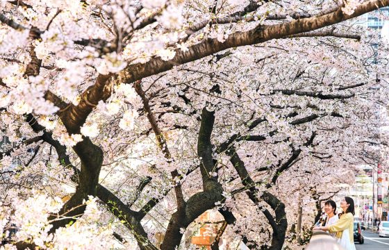 [2025年版]東京東京地區及東電荒川線沿線8處櫻花觀賞點