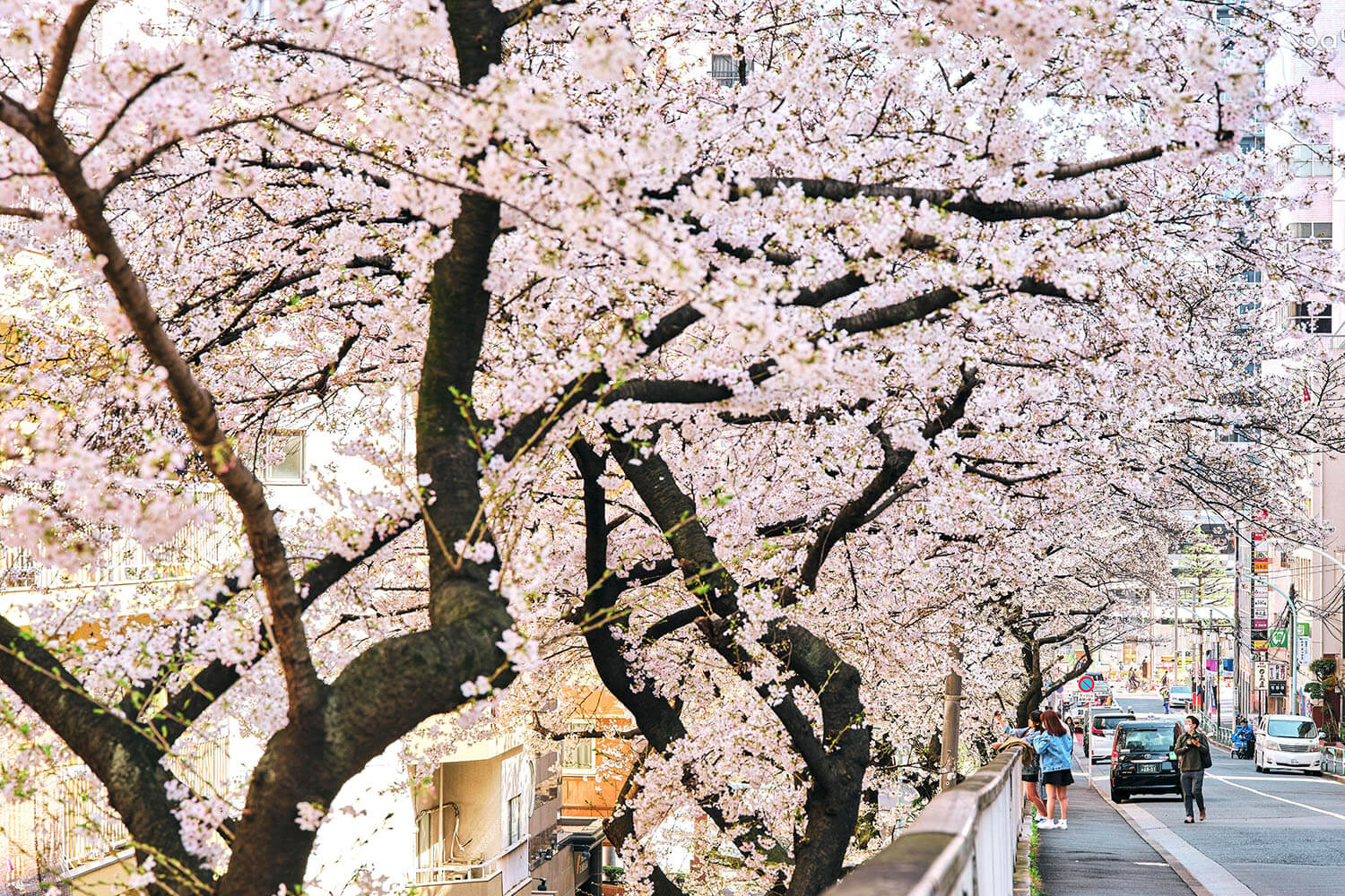 22年版 東京大塚エリア 都電荒川線沿いのお花見スポット8選 みちくさガイド