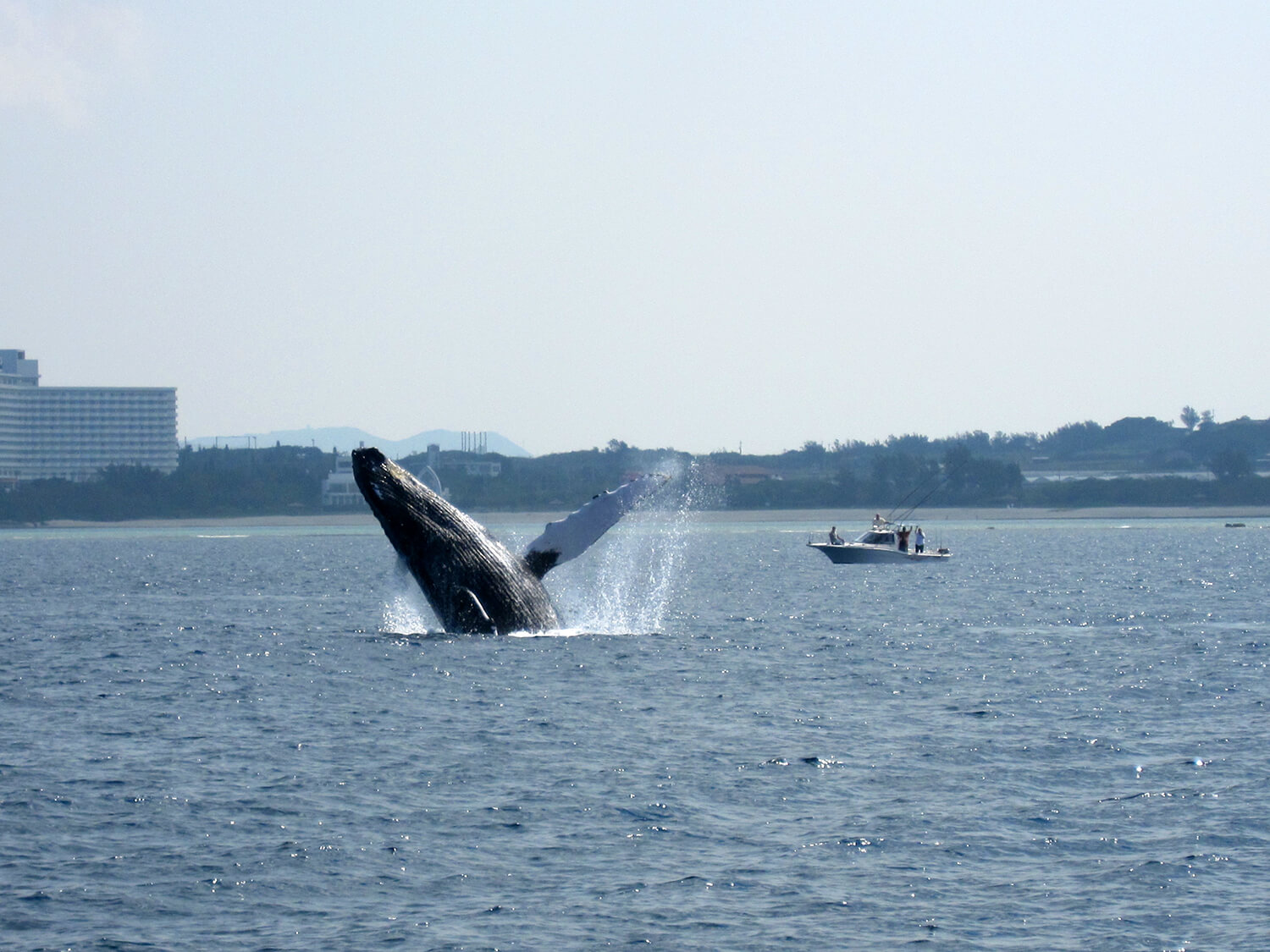留意鯨魚的動態表演，包括跳躍和噴水