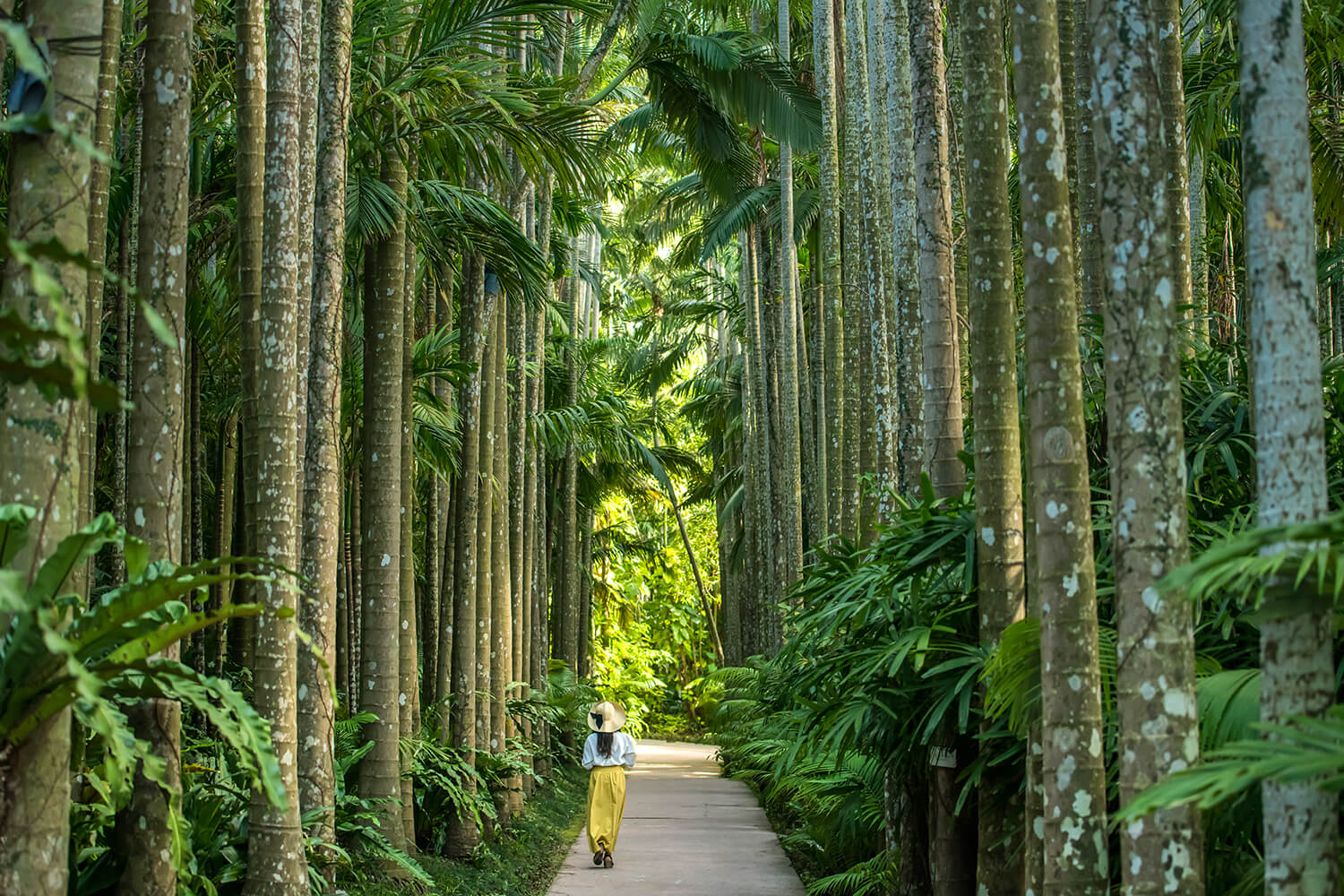 從種子開始長期生長的一排排尤斯拉棕櫚樹堪稱傑作。
