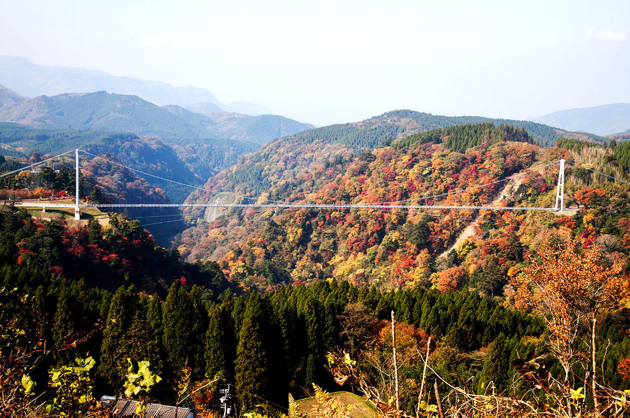  In autumn, the whole view below the suspension bridge is covered with autumn leaves.