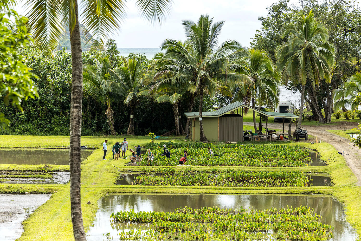 收穫後，莖部分成為下一棵幼苗，是真正可持續的糧食 karo（芋頭稻田）。