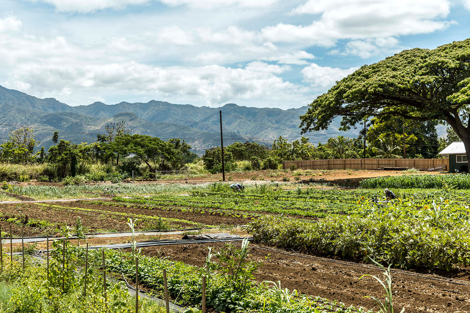 為了實現農作物的穩定生產，未來還計劃開設農貿市場。
