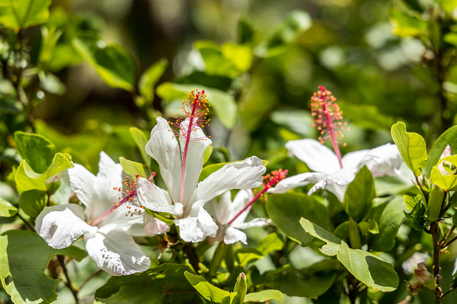 事实上，它是夏威夷特有的少数木槿花品种之一。 “Kokio Keo Keo”。
