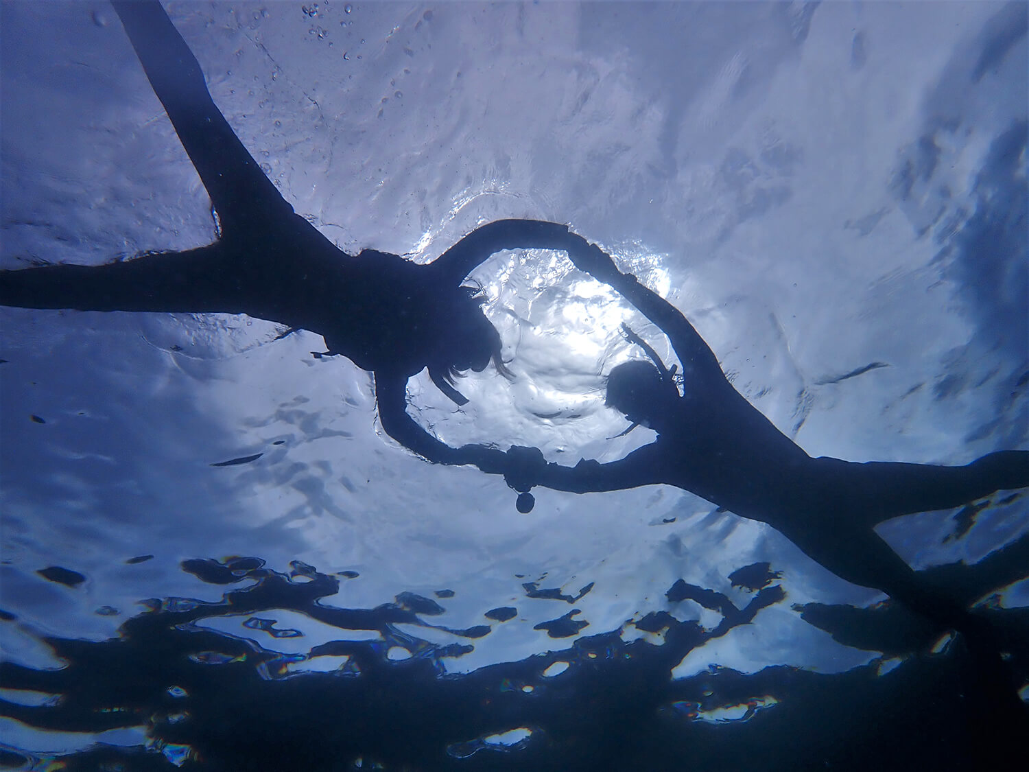 在浮潛之旅中欣賞山陰海的美景。 透明度高，洄游魚類多，很有吸引力