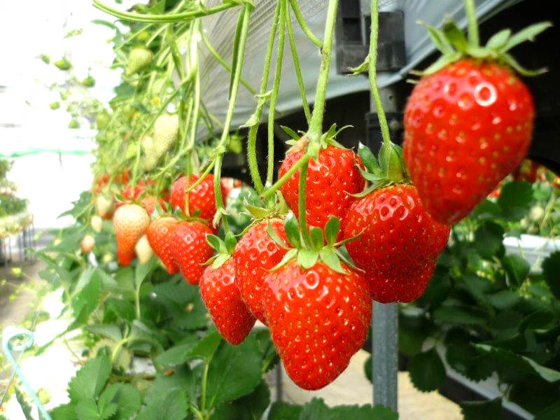 「草莓採摘」從12月到5月底舉行。 有無限時間吃到飽的選擇，每年都很受歡迎。