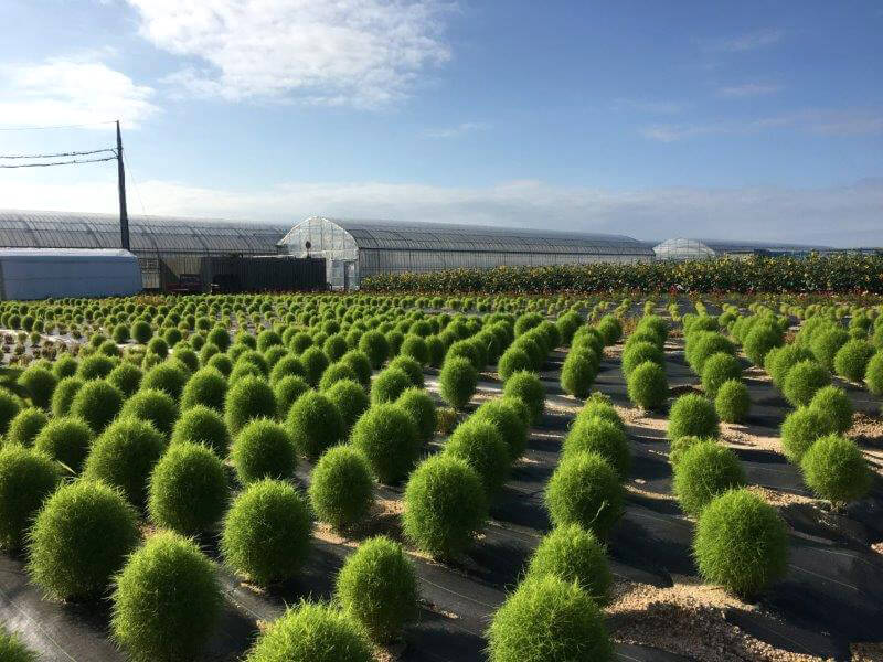 地膚（掃帚草）可以在 7 月下旬至 10 月中旬享用。 綠色的扶桑在秋天變成美麗的紅色。