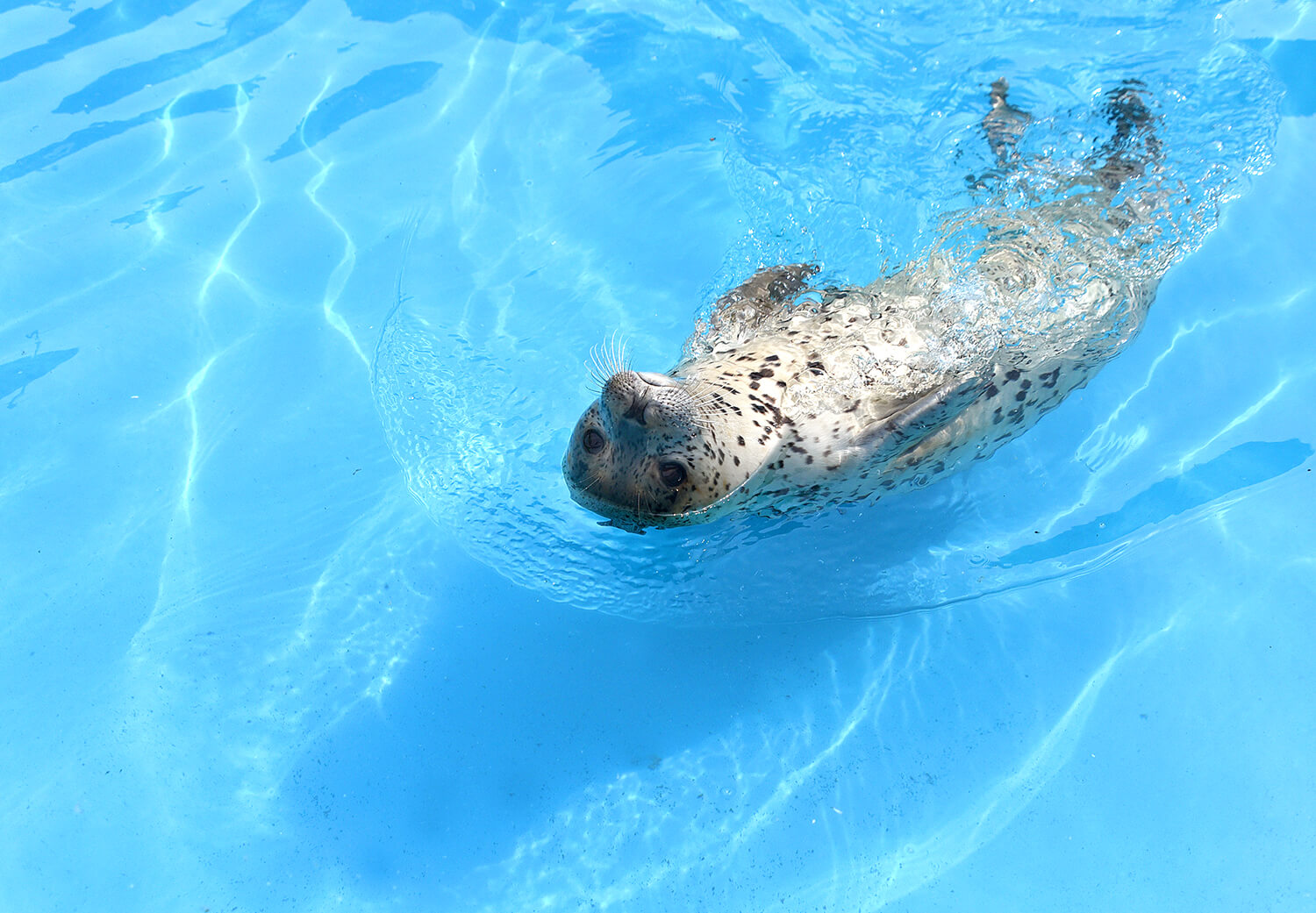 博物館販售「海豹飼料」，你可以體驗餵食芝麻海豹和魷魚海豹