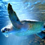 小樽地區7個推薦的帶孩子一起享受的觀光景點