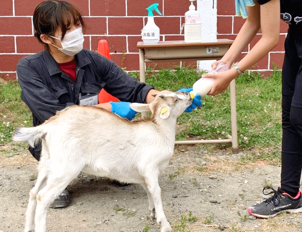 喂体验可以免费体验山羊